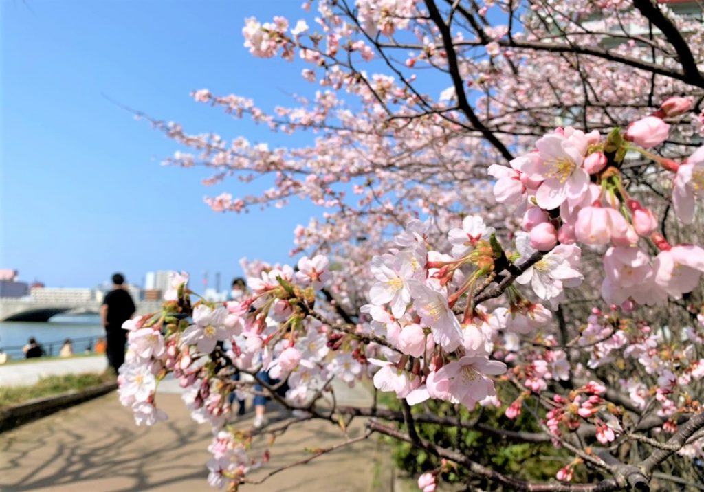 やすらぎ堤の桜